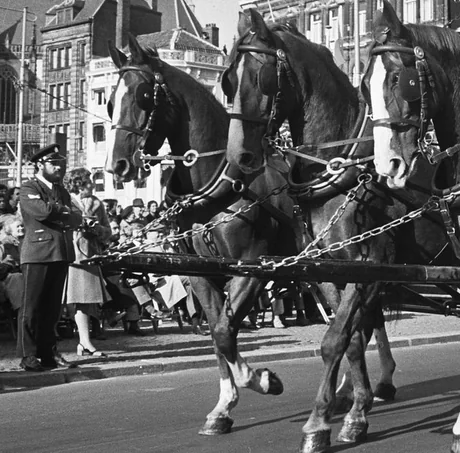 Drie trekpaarden voor een verhuiswagen tijdens een optocht in Amsterdam in 1975